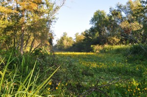 Blocked Parish Drainage Conveyance